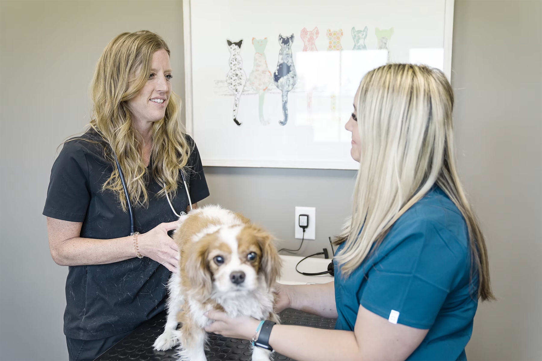 vet taking care of dog