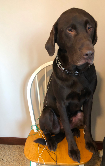 Dog on chair, tangled cords.