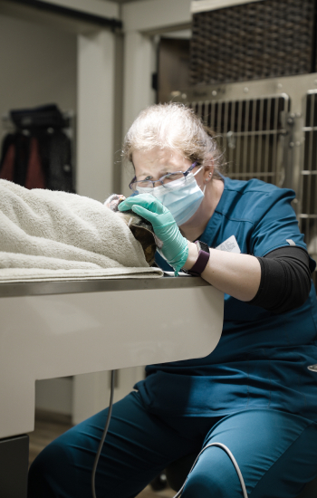 Gloved vet checks animal patient.