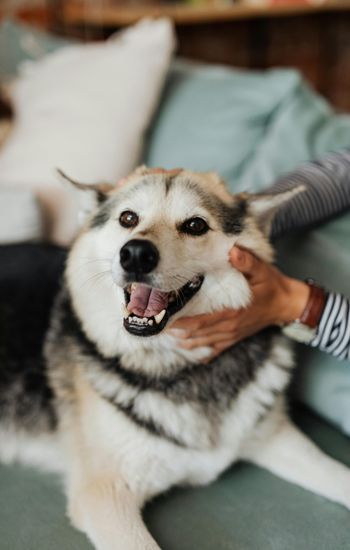 Happy husky getting chin scritches
