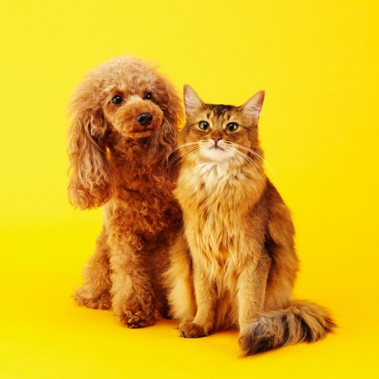 Poodle and cat, yellow backdrop