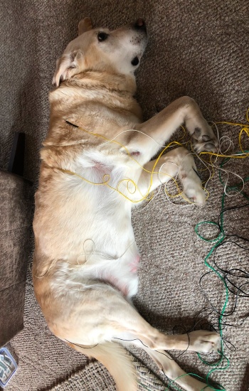 Relaxed dog undergoing acupuncture treatment