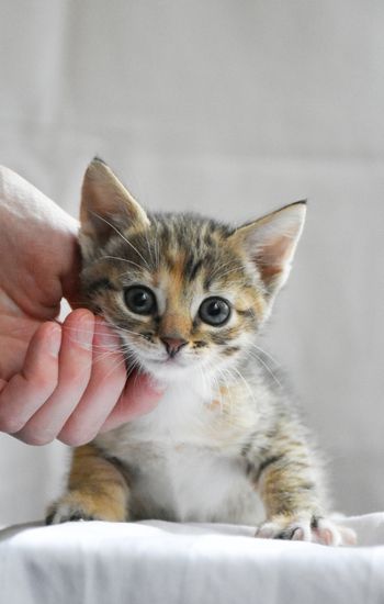 Tabby kitten being gently pet.