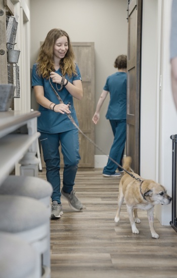 Vet tech walks dog on leash.