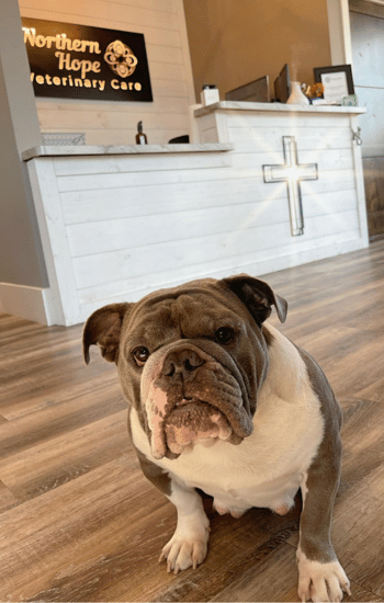 bulldog sitting in front of the front desk of Northern Hope Veterinary Care