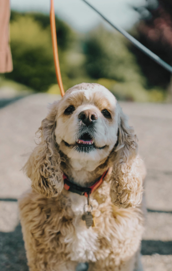 spaniel dog on a walk with its owner